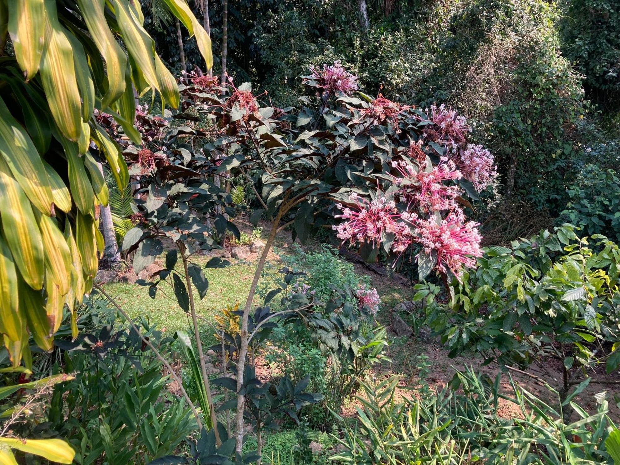 Casa Arariba - Ilha Grande - Илья-Гранди Экстерьер фото